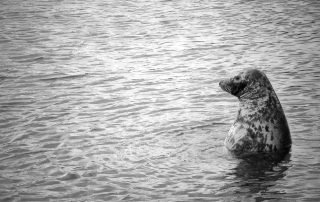 4-Foca-1